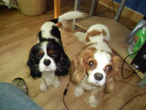 Jessie & Izzie, new & fabulous Lucky Star rescues!