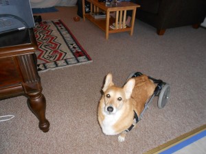 Corgi Duke at the Cottage in his custom made Eddie's Wheel dog wheelchair