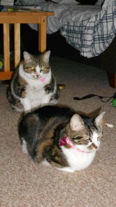 Thelma and Louise, international travelers, visit cat-friendly Cavalier Cottage Thelma and Louise, international travelers, visit cat-friendly Cavalier Cottage
