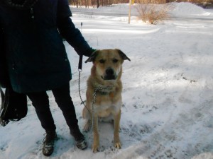 Big and handsome rescue Rowan,