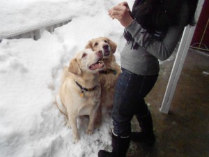 Puppy & Tucker, bonded buddies enjoyed the SNOW!