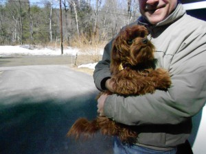 Rosie, a wonderful kid - 1/4 Cavalier and the rest Poodle!