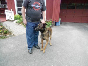 Brady, a magnificent Belgian Malinois, a 1st at the cottage!