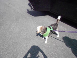 Buddy, a fantastic senior beagle rescue!!
