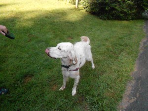 Topper, a super English Setter rescue!