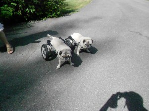 Siblings Guenther & Gerta...had their wheels checked at Eddie's Wheels!