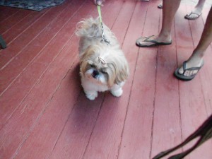 Handsome Duke had a fine time at the Cottage!