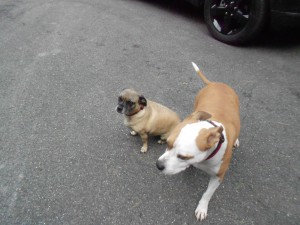 Colby (pug-jackrussell combo) and Piper - wonderful rescues!