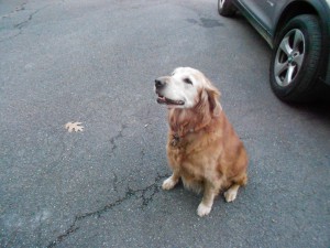 Gentle lady Laurie - 13 years young!