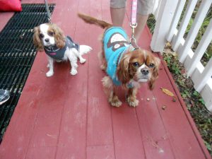 Cavaliers Honey & Rueben visit Cav Cottage!