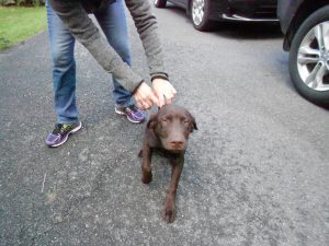 Cooper, a delightful puppy!