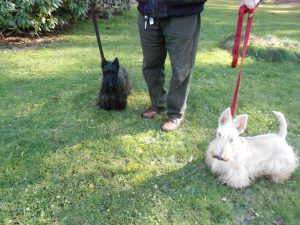 Alexander & Pete, Scottish Terrier duo extraordinaire!