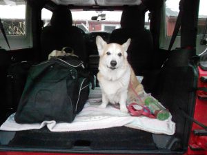 Sweet senior corgi Ollie