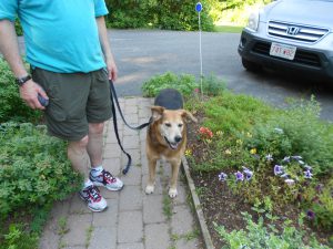 Rescue Cosmo hiked on July 4th!