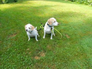 Sweet rescues Indy & Ginger escaped the summer Cape crowds.