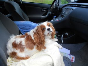 Charming Charlie, an Amish puppy mill rescue!