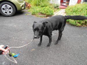 Sweet, handsome Memphis, a very lucky rescue!