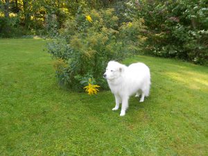 Gentle Great Pyrenees Tofu spent 3 days.