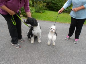 Bijou-frisbee fanatic and Daisy!