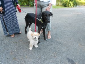 Senior Gimlet and Bruce, rescued from a shelter in Tanzania!