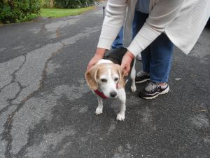 Vicky-one of the happiest dogs I've met! A real joy.