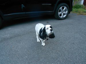 Splendid Snoopy-3-legged chap will soon have an Eddie's Wheels cart!