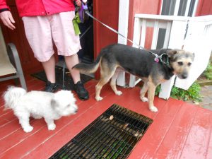 Rasta & Ellie, 2 lucky rescues visited from NH!