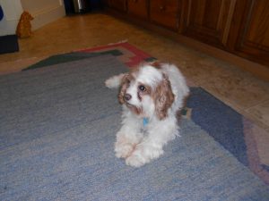 Rose, a wonderful Lucky Star Cavalier rescue!