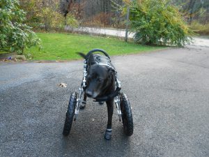 Schlomo-splendid 3-legged rescue in his new front wheel cart!