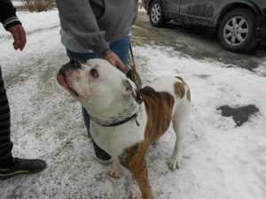 Hooper - first American Bulldog guest!