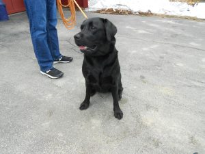 Meet Zoe - all of 90 lbs - a very sweet and strong young lady who spent Easter weekend at the cottage.