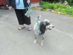 Handsome Blue - a 10 year old rescue English Setter...