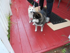 Shibas - Kyli, puppy mill rescue and Kenji - lovely mates!