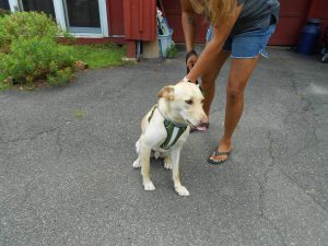 Handsome Bodhi, a 1 year old rescue via Egypt. What a lucky fellow!