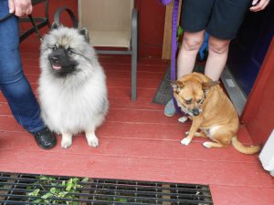 Keeshond Killian and Sato rescue Dottie (from Puerto Rico) enjoyed the amenities of the cottage for a couple of days. Both top notch guests!