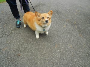 Maggie - a lovely Corgi