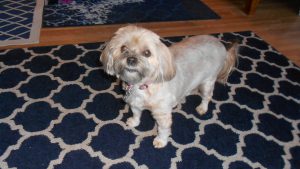 Sweet and lovely Lily spent 3 weeks at the cottage as her caregivers moved from AZ to W.MA.