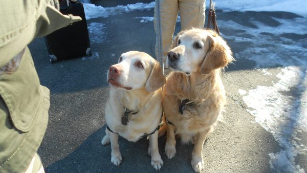 Rescue Puppy & Tucker - 2nd visit to the cottage.  Quite a pair!