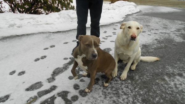 Lucky rescues Lily and CJ spent 4 nights at the cottage.