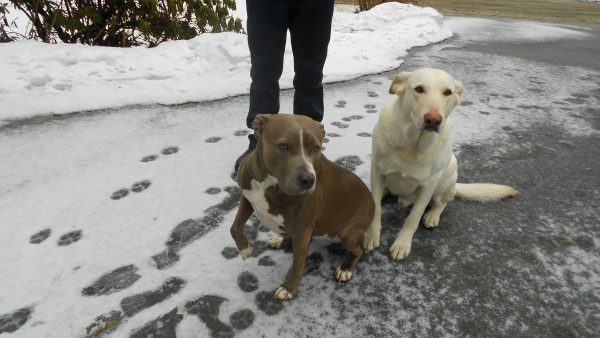 Lucky rescues Lily and CJ spent 4 nights at the cottage.