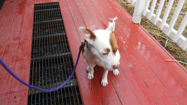 Rescue Lucy with the most amazing ears...spent 14 mos in a shelter before finding her forever home!