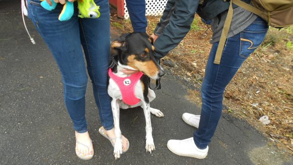 Lucky rescue Samoa-Doberman/Beagle mix!!