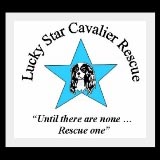 Lucky Star Cavalier Rescue